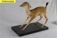 藏品(臺灣水鹿)的圖片